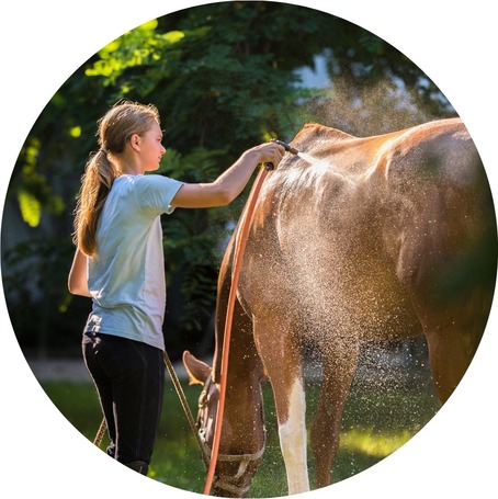Szőrápolók, samponok, lemosók lovaknak