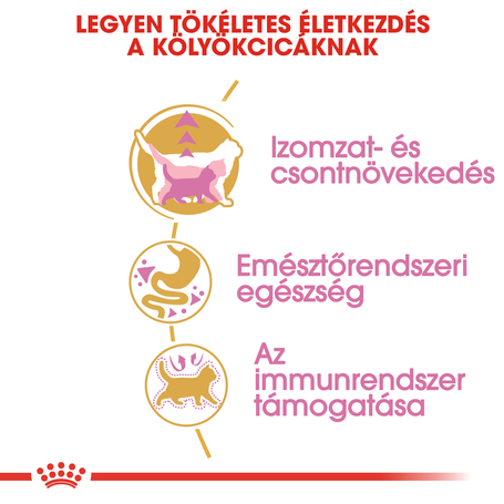 Royal Canin British Shorthair Kitten - Brit rövidszőrű kölyök macska száraz táp