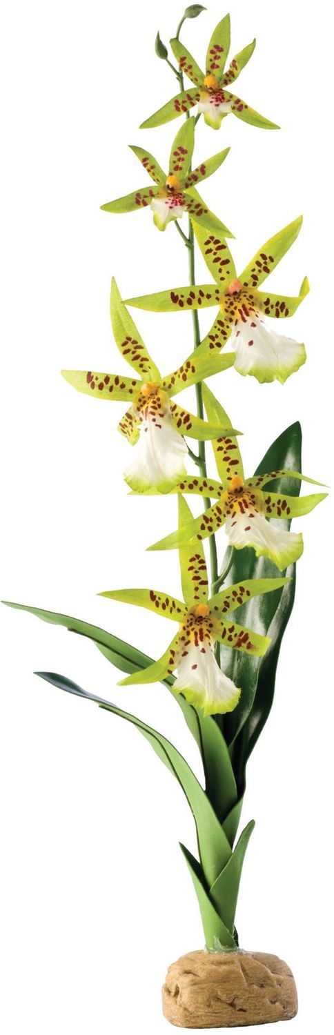 Exo Terra Spider Orchid - Plantă decorativă