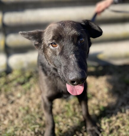 Csokoládé, négy éves, kan