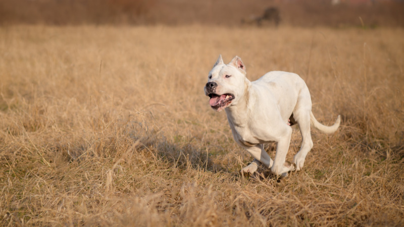 Argentín dog szalad