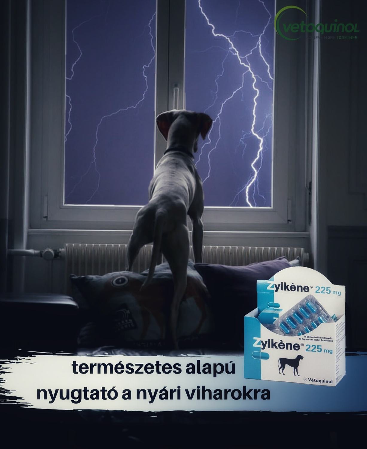 Zylkéne antistres, capsule de calmare pentru pisici și câini de talie medie - zoom