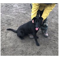 Cherry, 1 éves, 52 cm magas, szuka #6