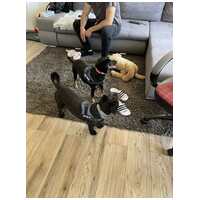 Robin, ivartalanított lányka gazdit keres #14