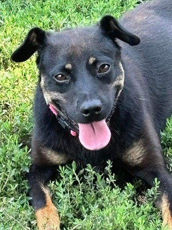 Robin, ivartalanított lányka gazdit keres