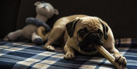 Tippek a lakás tisztántartására, ha kutyát tartunk