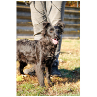 Áfonya, 5 hónapos keverék kislány #6