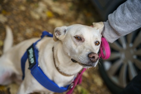 Alba, 1.5 éves ivartalanított szuka