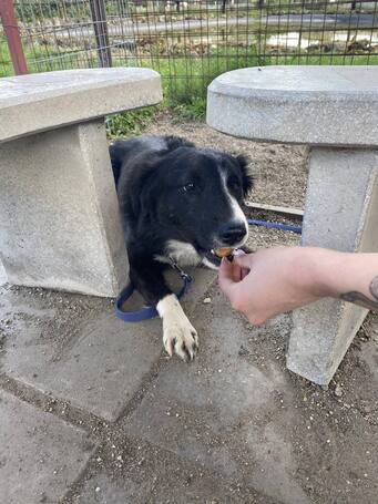 Drukker, ivartalanított kan kutya, gazdit keres