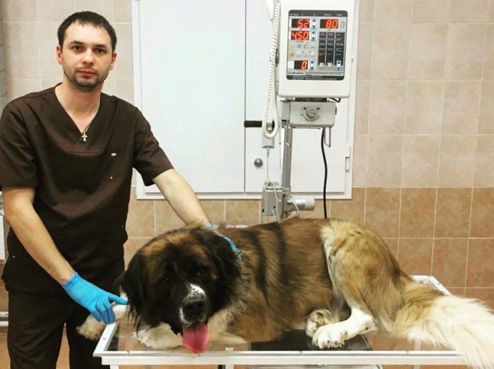 Moszkvai őrkutya állatorvosnál