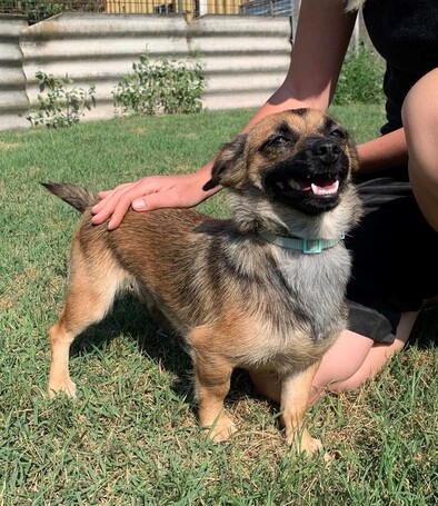 Manó, egy éves, szuka