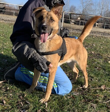 Lucky, egy éves, kan