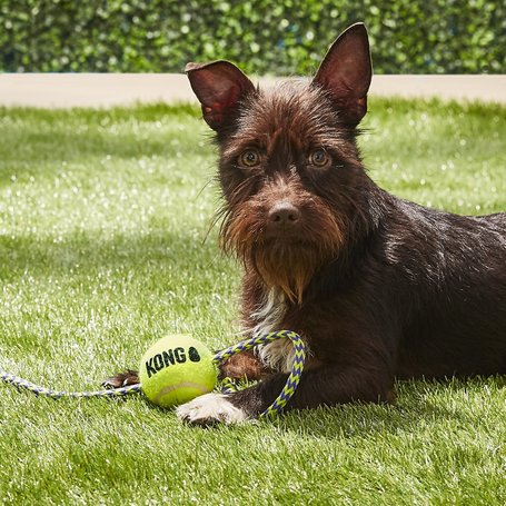 Kong Squeakair teniszlabda kötéllel