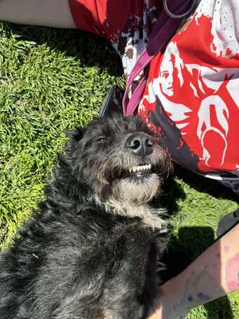 Gáspárka, 6 éves ivartalanított kan