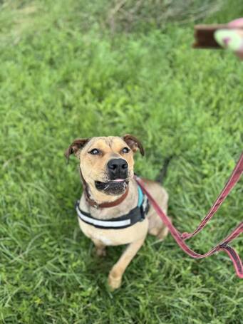 Vilinger, ivartalanított kan