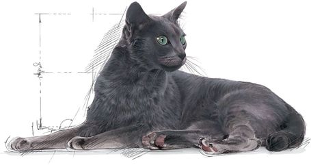 Royal Canin Sterilised 7+ | Ivartalanított idősödő macska száraz táp