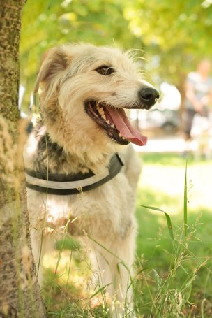 Macho, 4 éves, 57 cm magas, kan