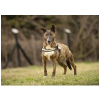 Ariell, 12 éves, 47 cm magas, lány kutya #3