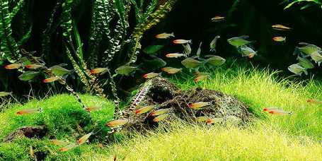 Így rendezd be az első akváriumodat!