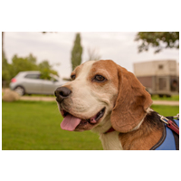 Nacho, 5 éves, beagle keverék, kan #3