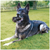 Kong Duramax Ball labda játék kutyáknak #3