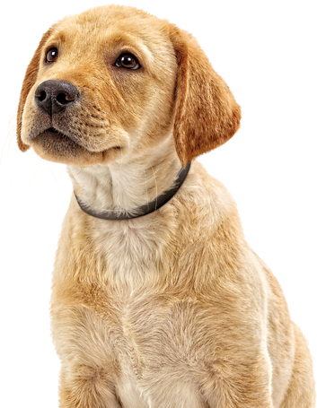 Beaphar CaniComfort feromonos nyugtató nyakörv kölyökkutyáknak