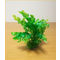 Plantă pentru acvariu cu bază, cu frunze lungi ondulate