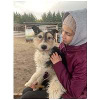 Topi, 10 éves, 44 cm magas, foxi keverék, kan #4