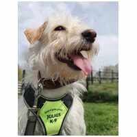 Aranyka, ivartalanított szuka kutyus #10