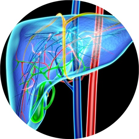 Májvédelem lovaknál