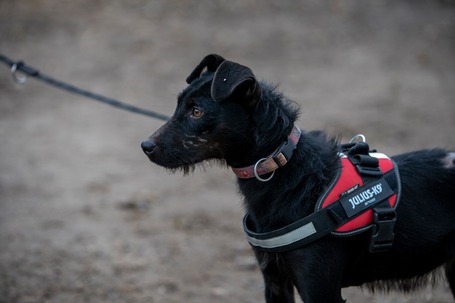 Lilien kutyus gazdit keres