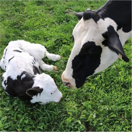 Exapar placentakiürülést segítő itatófolyadék