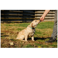 Nugát, 5 hónapos keverék fiúcska #5