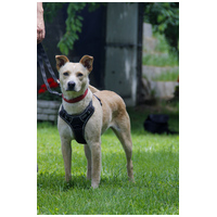 Floren, 3 éves ivartalanított szuka #8