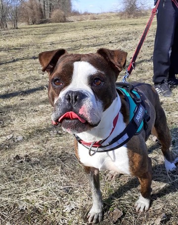 Morpheus, 7 éves, 50 cm magas, boxer mix, kan