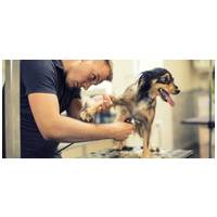 Szőrápolás - Egy kutyakozmetikus tanácsai