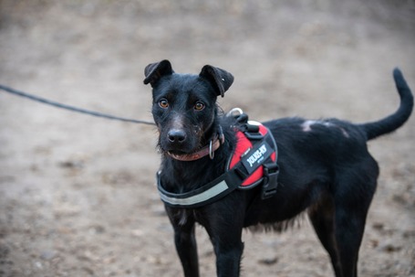 Lilien kutyus gazdit keres