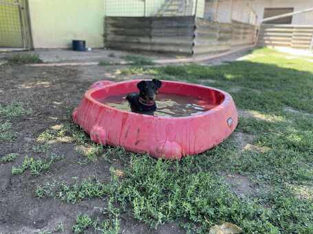 Prézli, 3 éves ivartalanított kan