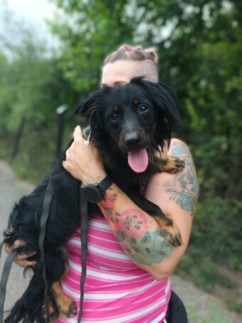 Puszedli, kan kutyus