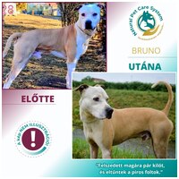 Burgimmune Forte immunerősítő tabletta kutyáknak #9