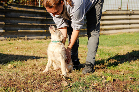 Nugát, 5 hónapos keverék fiúcska