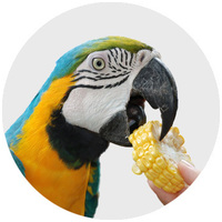 Dolly hrană cu semințe în cutie pentru papagali de talie medie și mare