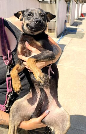 Robin, ivartalanított lányka gazdit keres