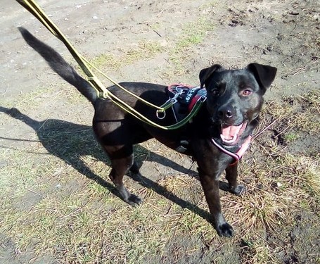 Fido, 1 éves, közepes testű, kan