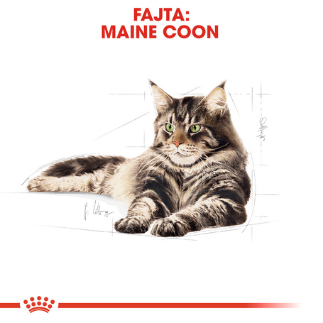 Royal Canin Maine Coon Adult - Maine Coon felnőtt macska nedves táp