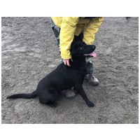 Cherry, 1 éves, 52 cm magas, szuka #5