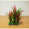 Plantă de acvariu cu frunze lungi, roșii și verzi
