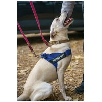 Alba, 1.5 éves ivartalanított szuka #7