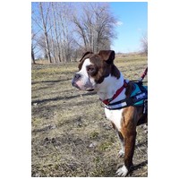 Morpheus, 7 éves, 50 cm magas, boxer mix, kan #3