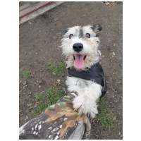 Topi, 10 éves, 44 cm magas, foxi keverék, kan #5